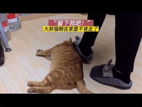 猫跑进家里